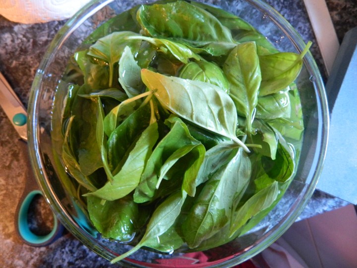 fresh basil_homemade pesto